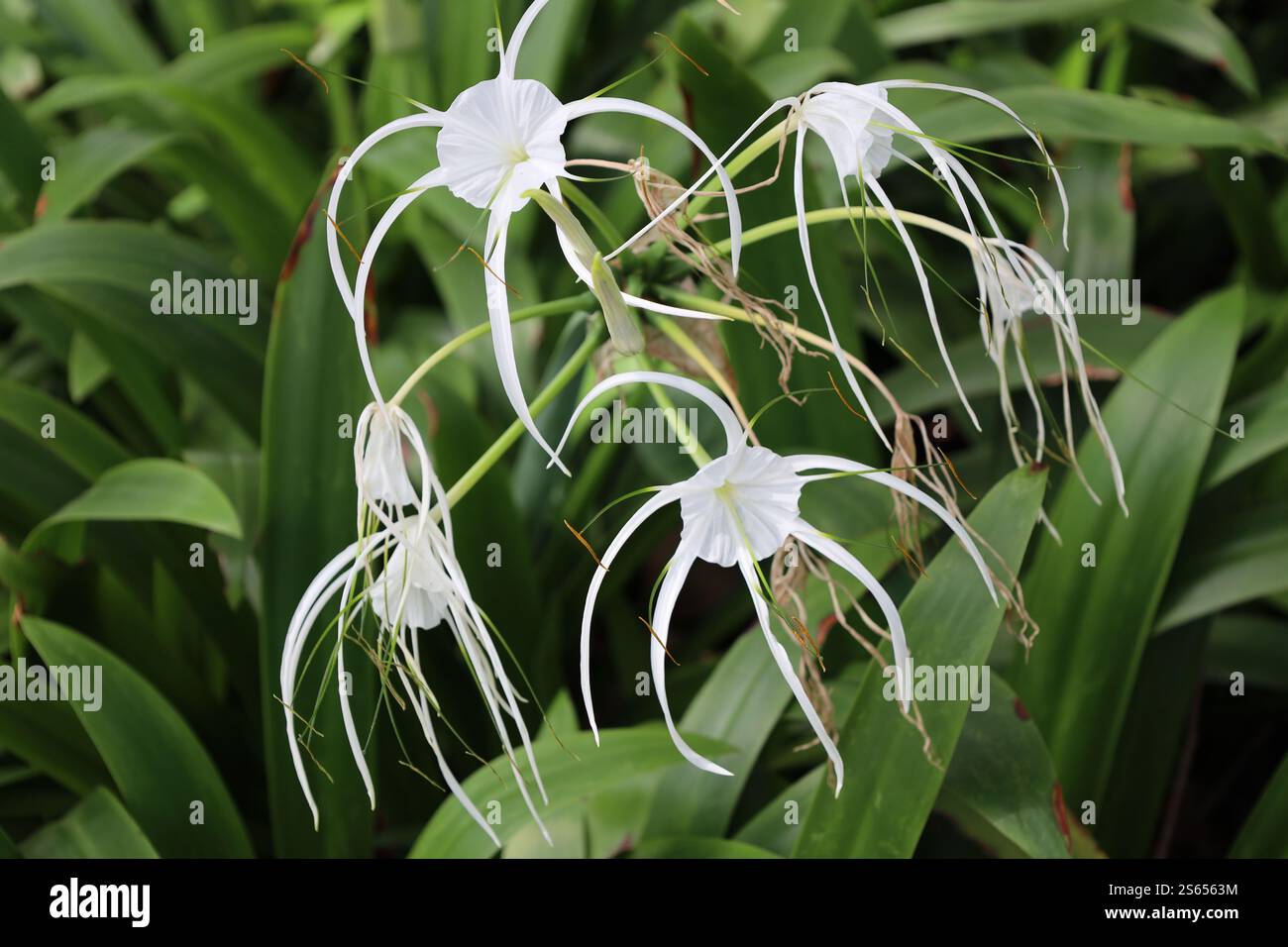 Weiße Blüten in Nahaufnahme mit hängenden langen, schmalen Blütenblättern und aufrechten grünen orangefarbenen Stamen Stockfoto