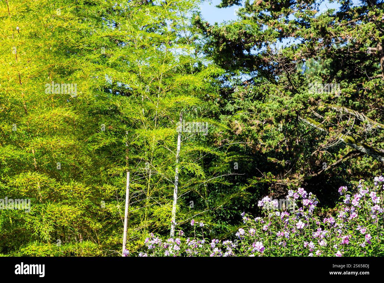 Reisen Sie nach Georgia - üppiges Laub im subtropischen Park des Strandboulevards in Batumi City am sonnigen Herbstmorgen Stockfoto