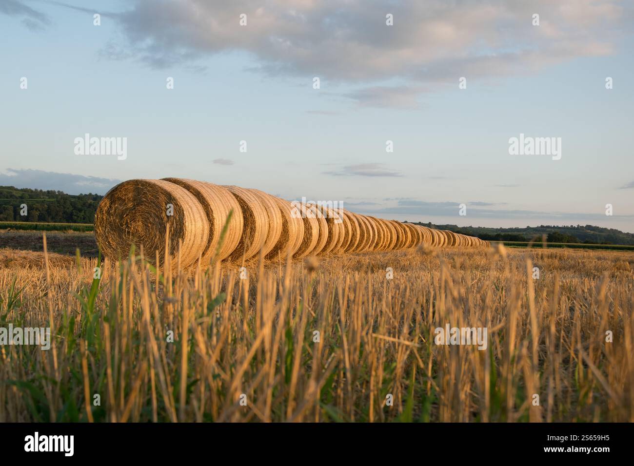 Niedriger Winkel der Strohballen auf dem gemähten Feld bei Sonnenuntergang mit gemähten Strohhalmen im Vordergrund. Stockfoto