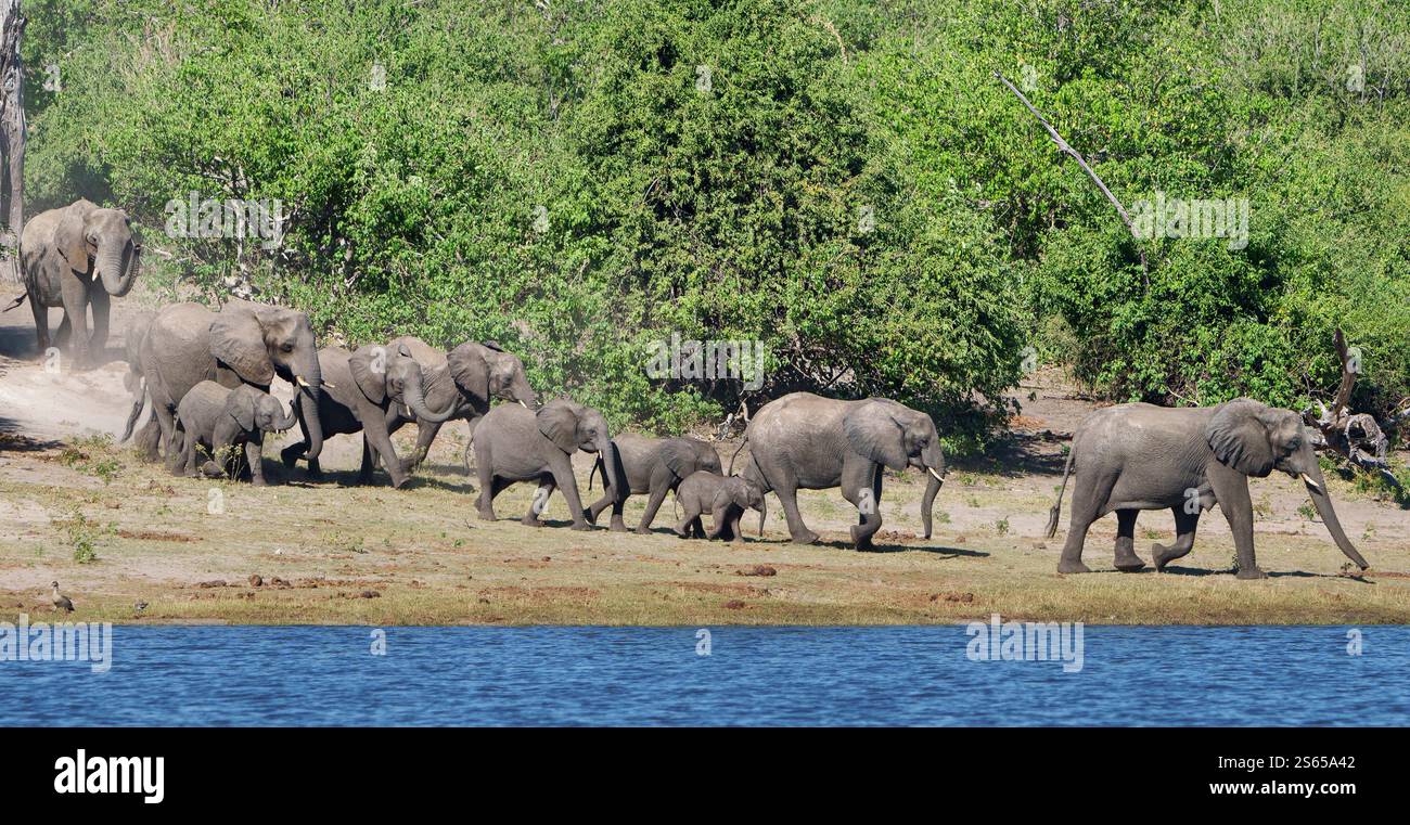 Elefantenherde läuft zum Chobe River, Elefanten aller Größen Stockfoto