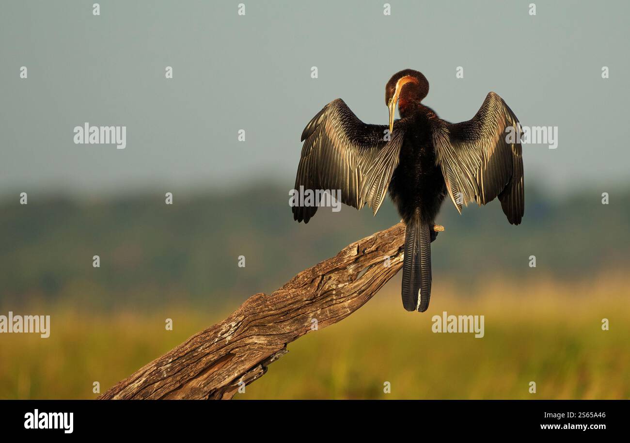Afrikanischer Darter auf einem Snack Preening, Platz für Kopie links, Federdetail, weicher Hintergrund Stockfoto
