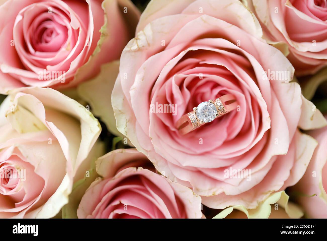 Gold Diamant Verlobungsring in schöner rosa Rosenblüte unter großer Menge Rosen in großem Blumenstrauß Nahaufnahme mit verschwommenem Hintergrund. Golddiamant Stockfoto