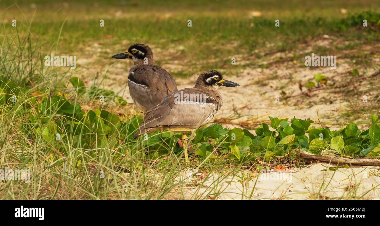 Strandsteinbrach (Esacus magnirostris) ist ein großer, bodenlebender Vogel, der im Sand nistet und pro Saison ein Ei direkt über der Flut legt. Stockfoto