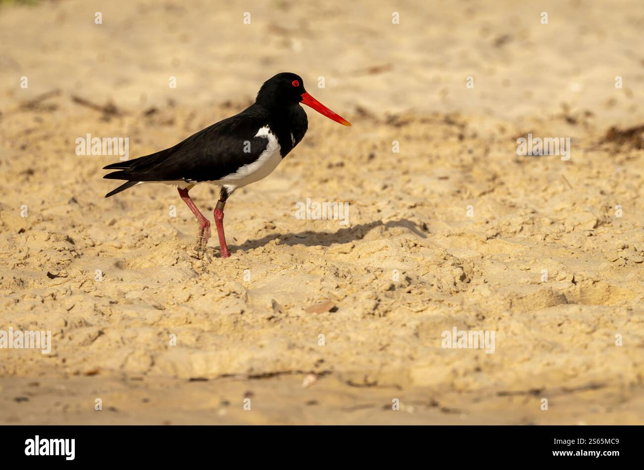 Der australische Rattenschnabel (Haematopus longirostris) hat ein schwarz-weißes Gefieder mit einem leuchtend orange-roten Schnabel, einem Augenring und Beinen; Stockfoto
