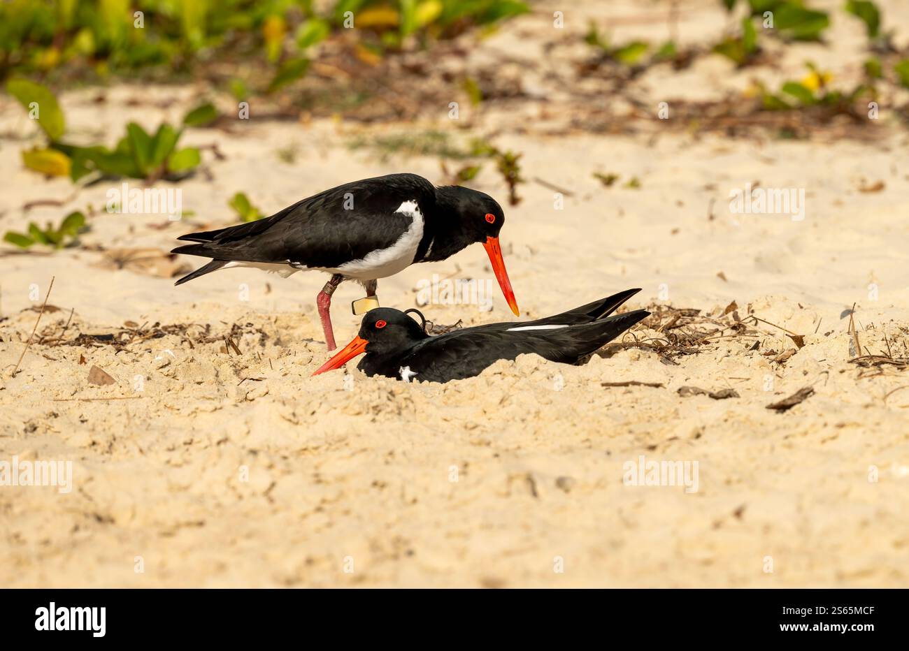 Der australische Rattenschnabel (Haematopus longirostris) hat ein schwarz-weißes Gefieder mit einem leuchtend orange-roten Schnabel, einem Augenring und Beinen; Stockfoto