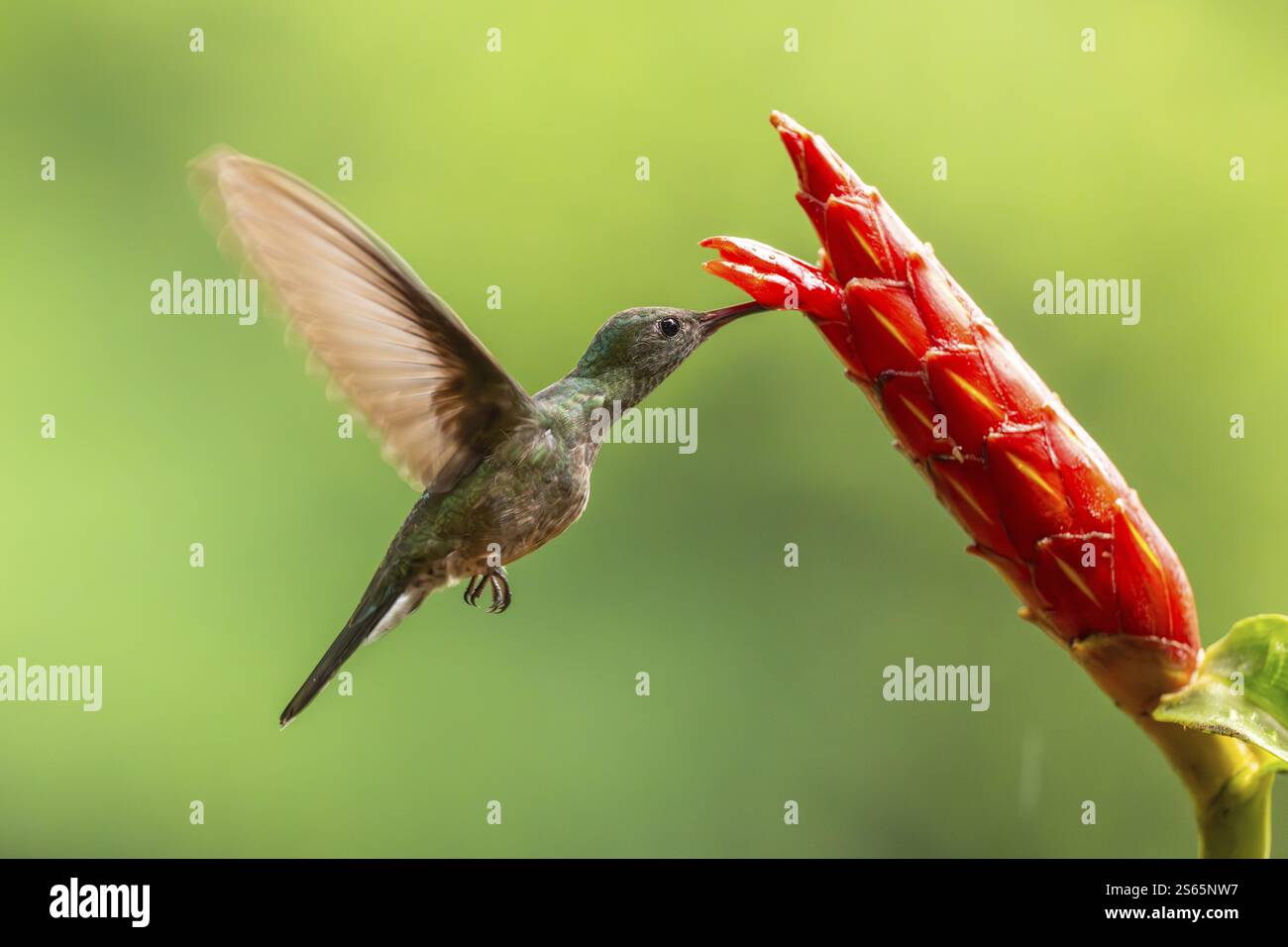 Grüner leuchtender Kolibri (Heliodoxa jacula), Kolibri (Trochilidae), Swiftbirds (Apodiformes), Laguna del Lagarto Lodge, Alajuela, Costa Stockfoto