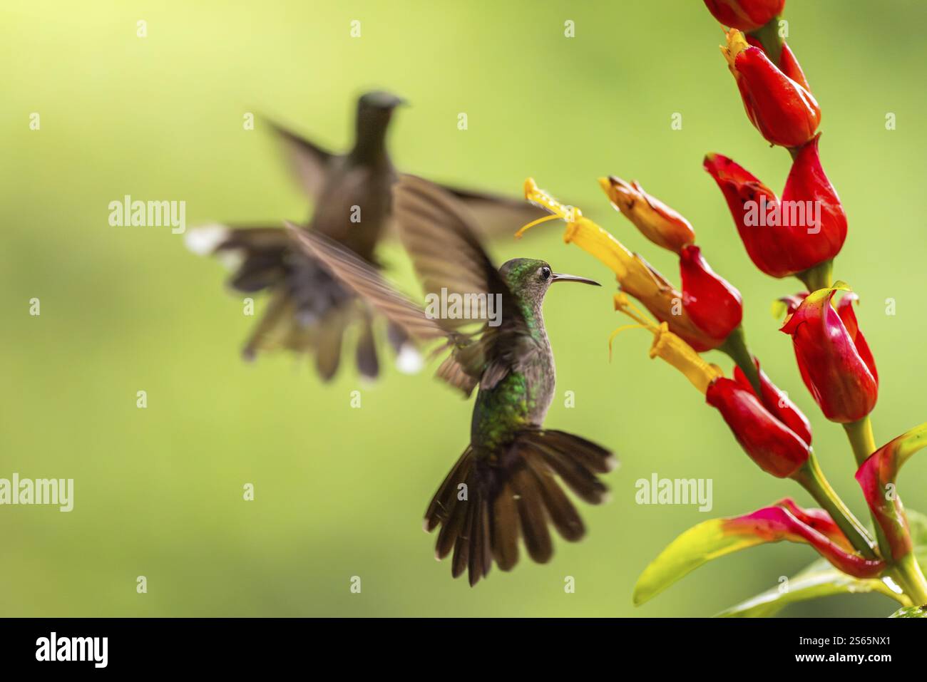 Grüner leuchtender Kolibri (Heliodoxa jacula), Kolibri (Trochilidae), Swiftbirds (Apodiformes), Laguna del Lagarto Lodge, Alajuela, Costa Stockfoto