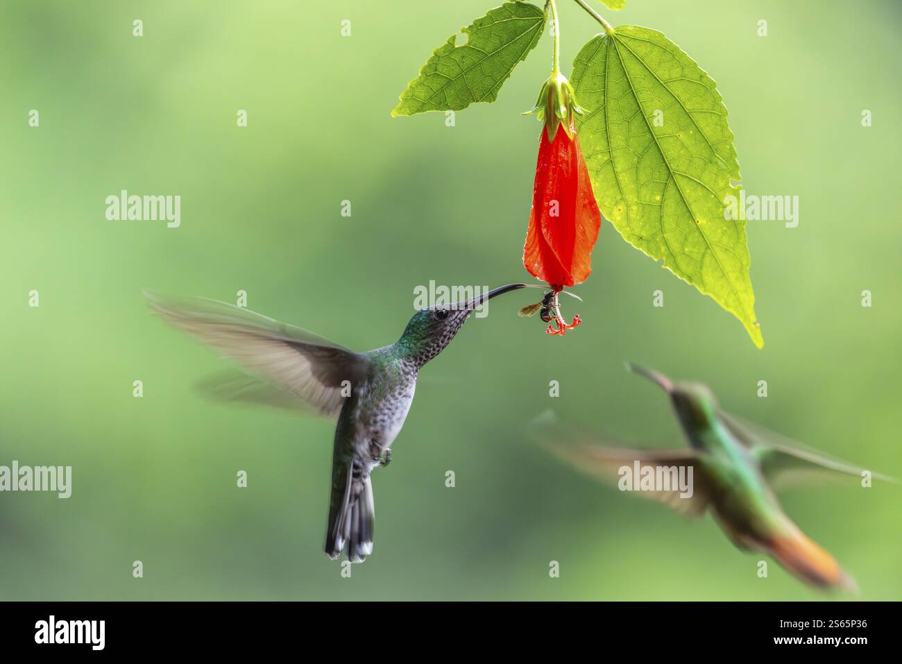 Grüner leuchtender Kolibri (Heliodoxa jacula), Kolibri (Trochilidae), Swiftbirds (Apodiformes), Laguna del Lagarto Lodge, Alajuela, Costa Stockfoto