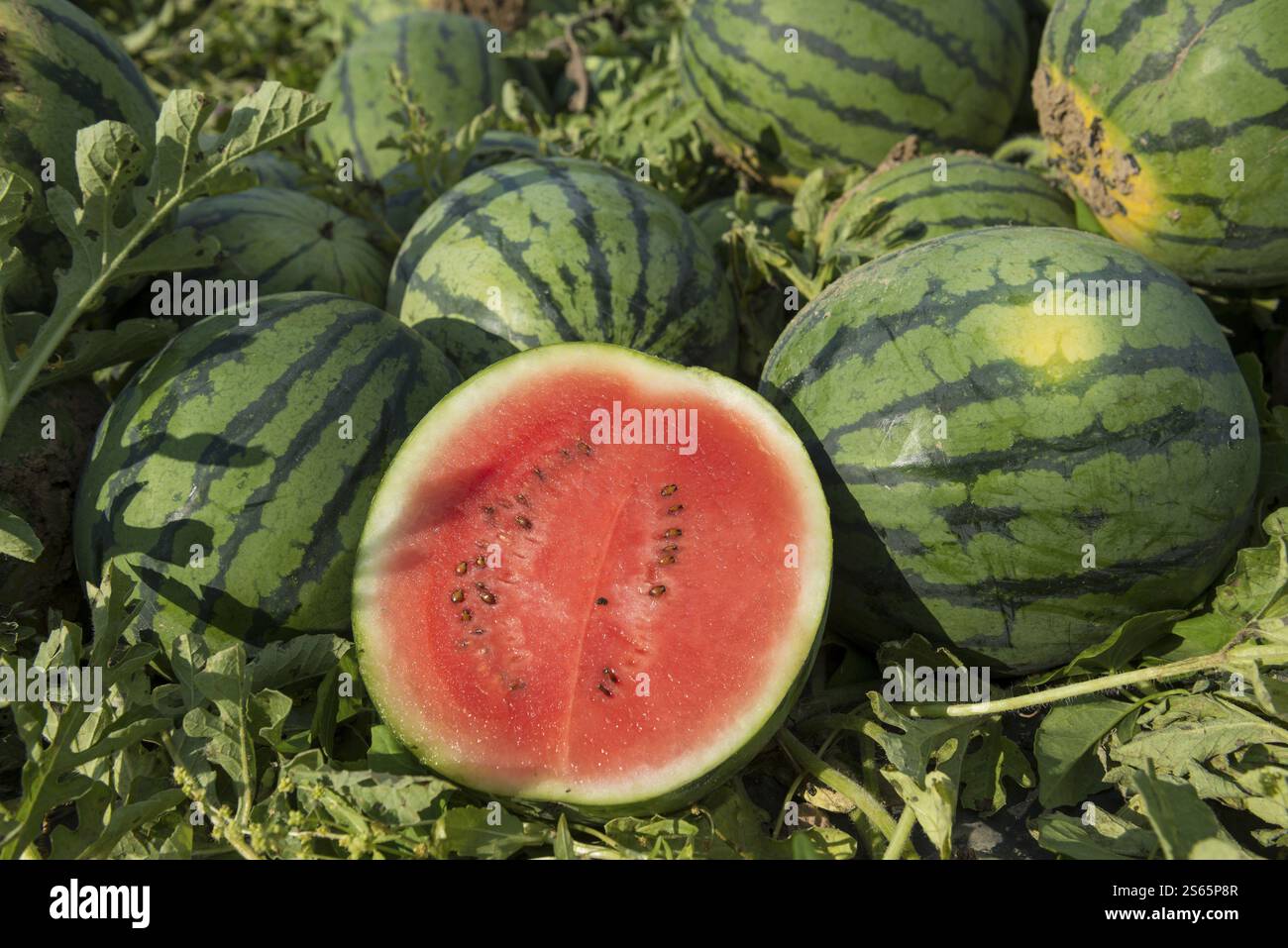 Melonen, Ernte, Wassermelone, bei Bad Krozingen, Markgraeflerland, Breisgau, Schwarzwald, Deutschland, Europa Stockfoto