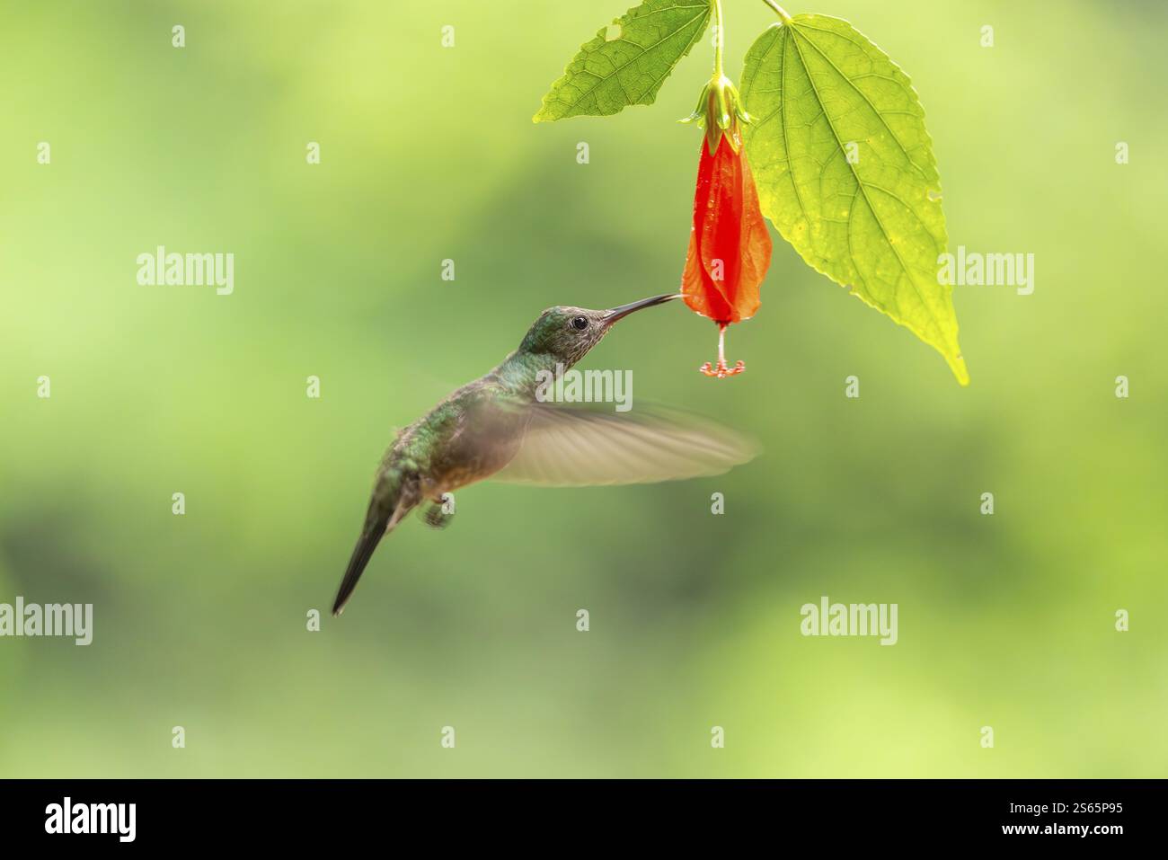 Grüner leuchtender Kolibri (Heliodoxa jacula), Kolibri (Trochilidae), Swiftbirds (Apodiformes), Laguna del Lagarto Lodge, Alajuela, Costa Stockfoto