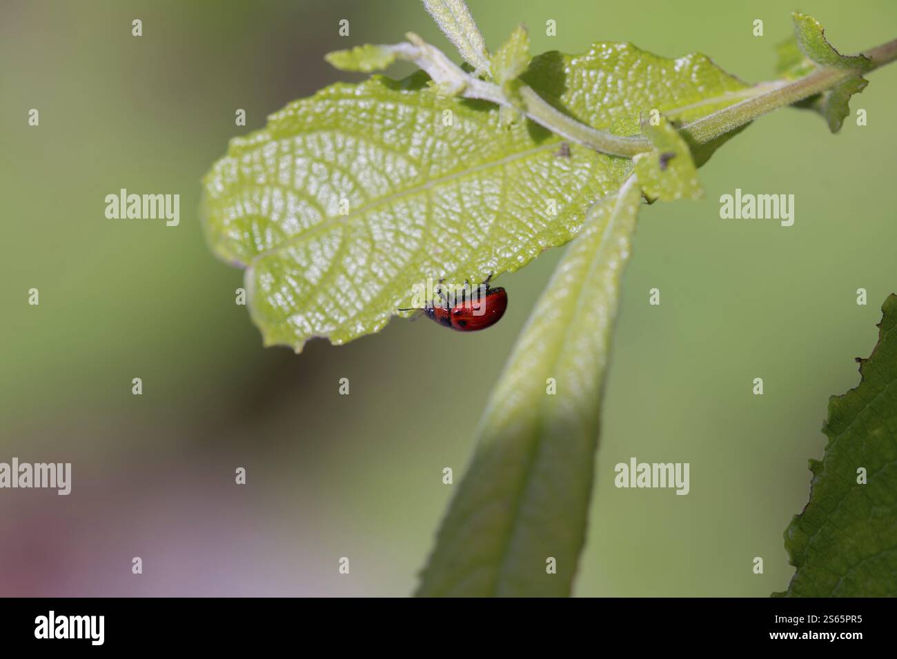 Weidenblattkäfer (Gonioctena viminalis), die Blätter fressen, Bayern, Deutschland, Europa Stockfoto