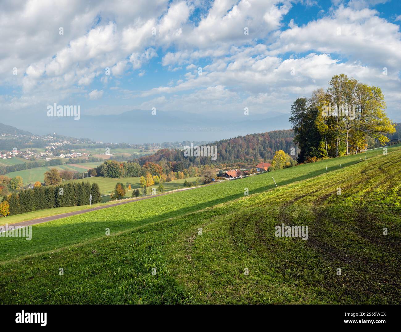 Blick auf die herbstliche Landschaft mit grünen Winterpflanzen auf Feldern, Hainen und Wald, Kronberg, Strass im Attergau, Oberösterreich. Attersee und Stadt in Stockfoto
