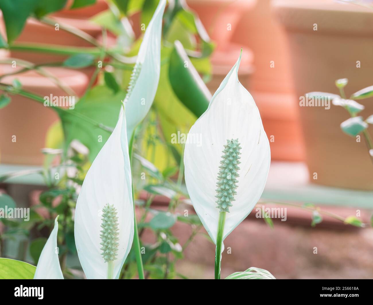 Wunderschöne weiße Traubenlilienblüte wächst in einem Topf drinnen, mit weißen Blüten und eleganter, spaatenartiger Blüte Stockfoto