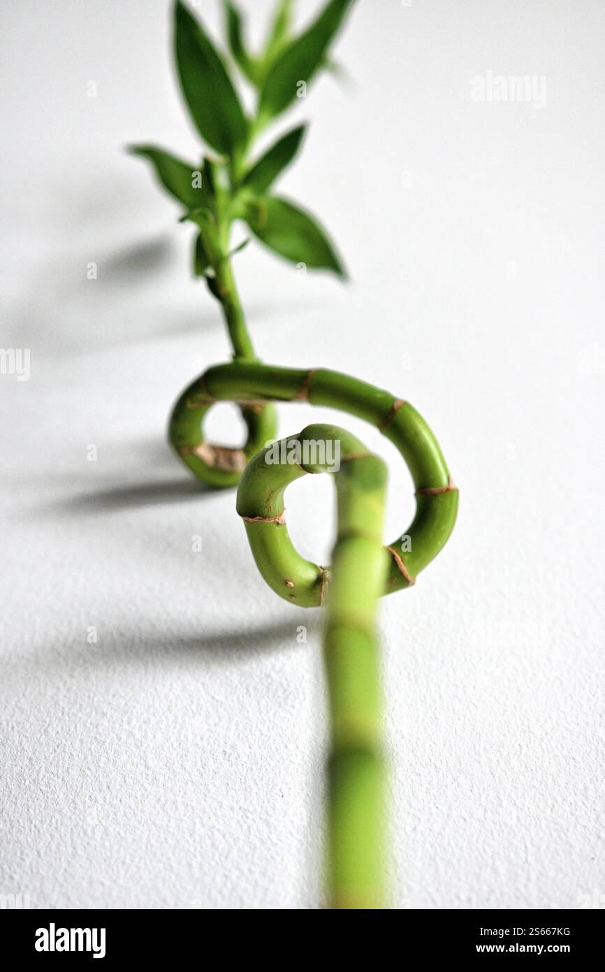 Minimalistische Nahaufnahme von grünen Bambusstielen in einer Vase, die Glück, Wachstum und Natur symbolisieren. Perfekt für Wellness-, Zen- und Wohnkultur-Themen. Stockfoto