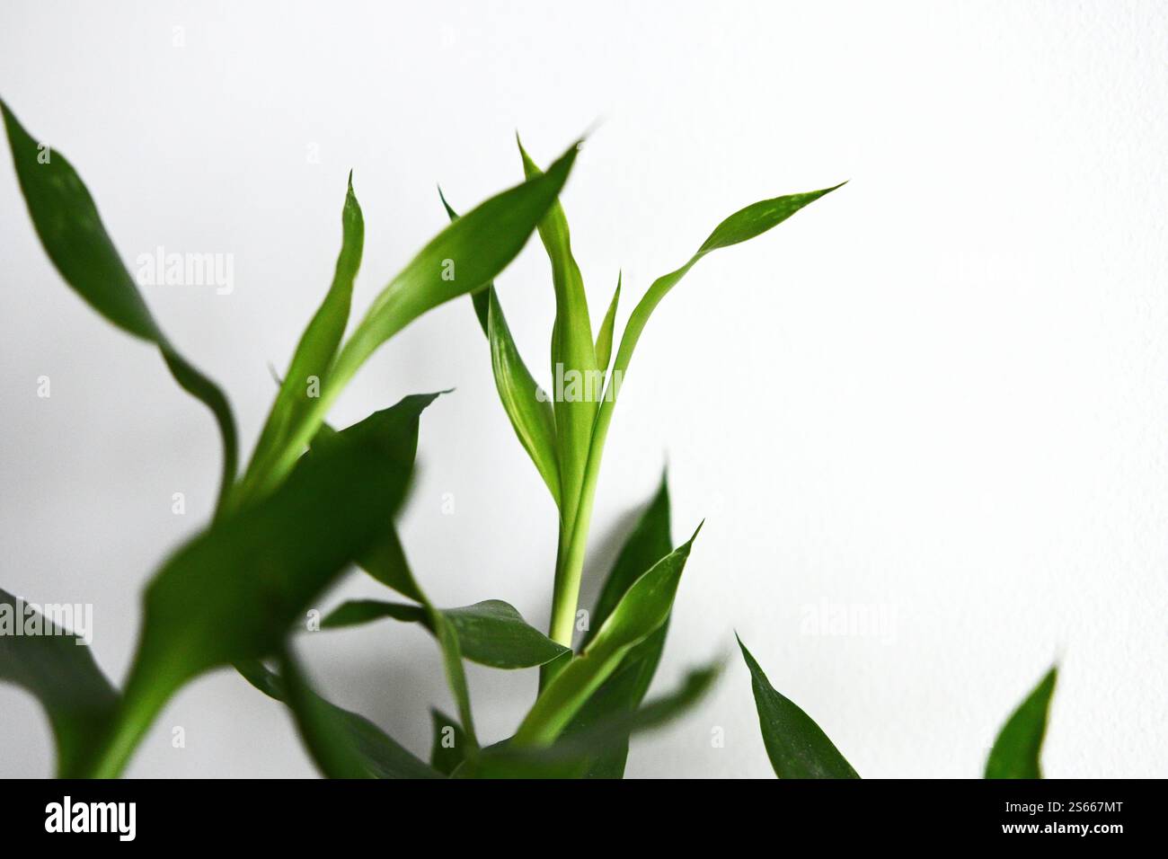 Minimalistische Nahaufnahme von grünen Bambusstielen in einer Vase, die Glück, Wachstum und Natur symbolisieren. Perfekt für Wellness-, Zen- und Wohnkultur-Themen. Stockfoto