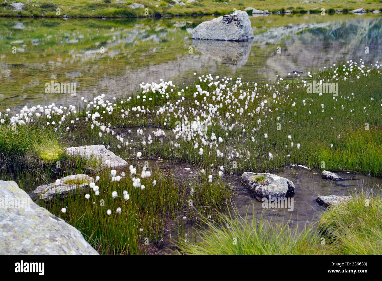Lago Lausetto, Parco Monviso, Naturpark Monviso, Naturschutzgebiet Cuneo, Cottische Alpen Stockfoto