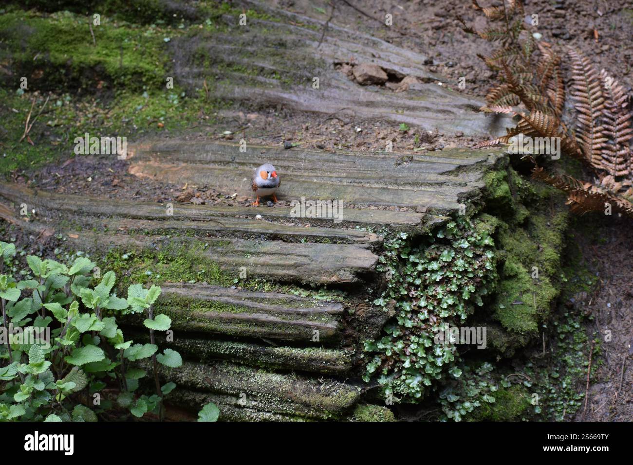 Ein kleiner Vogel mit leuchtenden orangen Wangen thront auf einem moosigen Baumstamm und fügt sich nahtlos in seine natürliche Umgebung ein Stockfoto