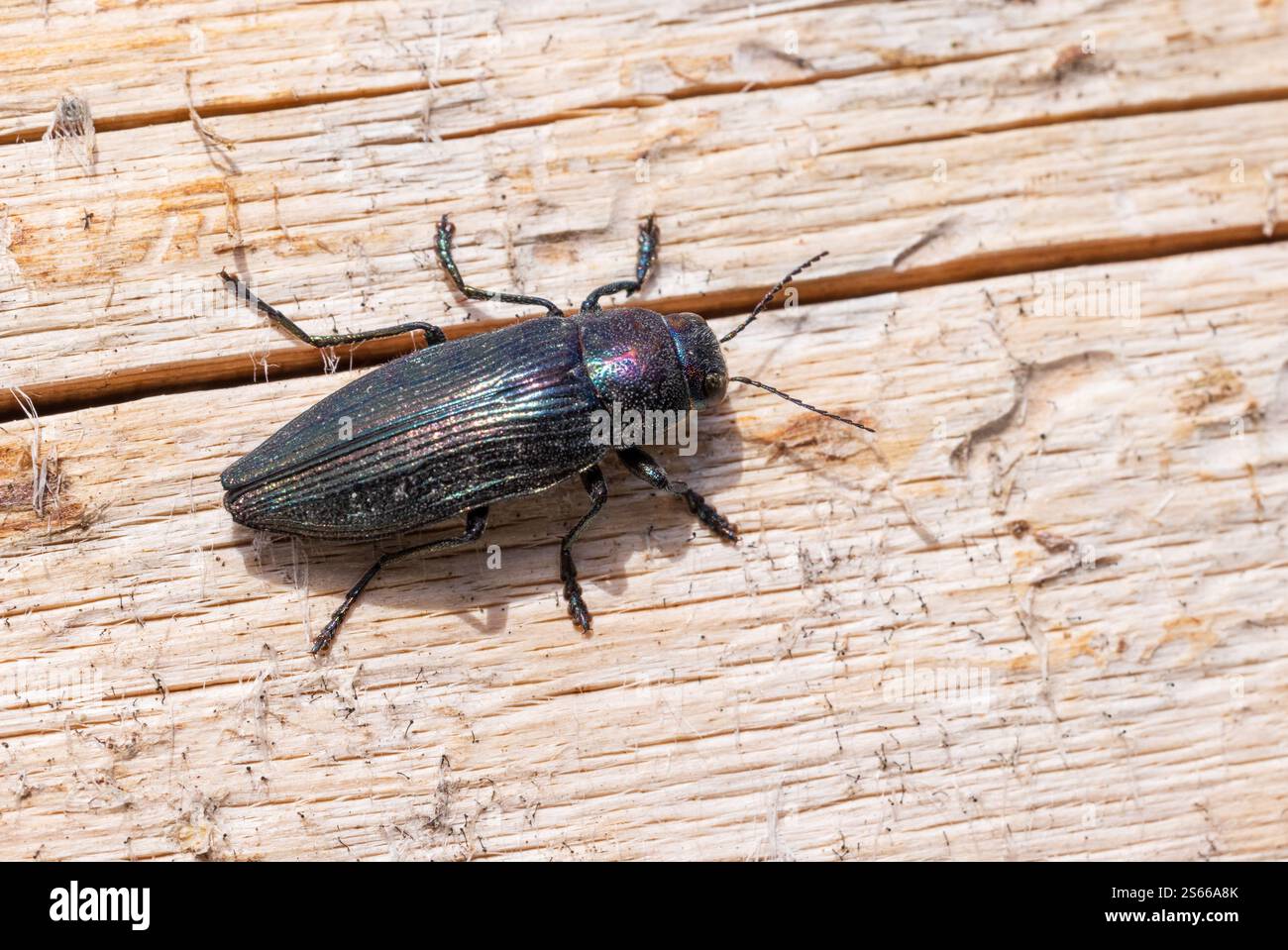 Buprestis haemorrhoidalis aus Metall, gehört zum Stamm Buprestini, den Juwelenkäfern; in seinem Lebensraum auf einer toten Fichte in Finnland Stockfoto