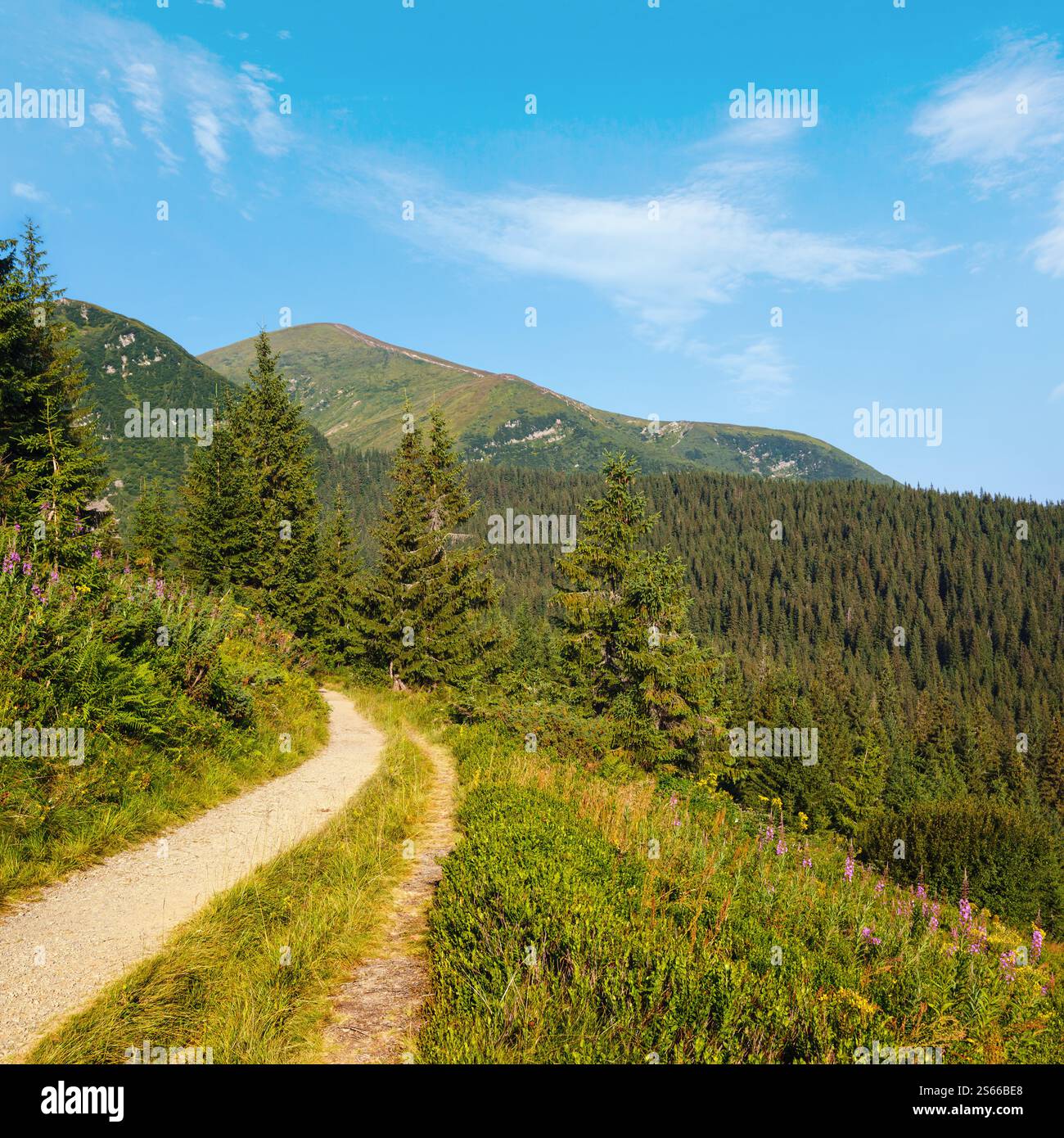 Rosa blühende Sally und gelbe Hypericum Blumen in der Nähe Weg am Sommer Berghang. Tschornohora Kamm, Karpaten Berge, Ukraine. Stockfoto Rosa blühende Sally und gelbe Hypericum Blumen in der Nähe Weg am Sommer Berghang. Tschornohora Kamm, Karpaten Berge, Ukraine. Stockfoto