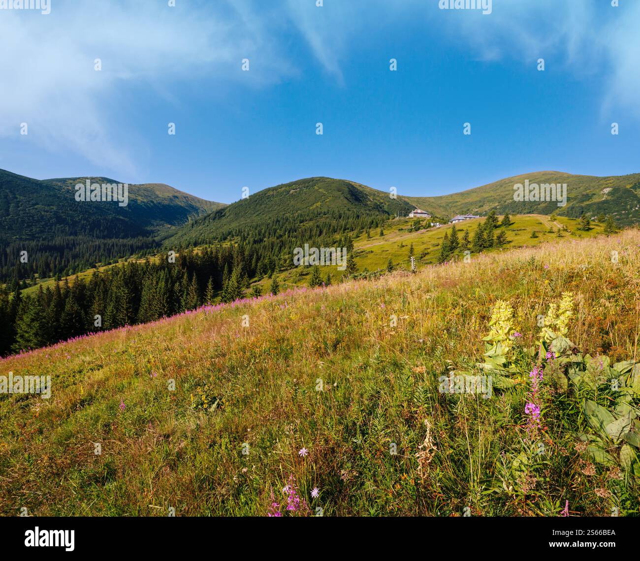 Rosa blühende Sally- und gelbe hypericum-Blüten am Berghang im Sommer. In Far - Pozhyzhevska Wetter- und Botanikstationen (Gebäude wurde angelegt Stockfoto Rosa blühende Sally- und gelbe hypericum-Blüten am Berghang im Sommer. In Far - Pozhyzhevska Wetter- und Botanikstationen (Gebäude wurde angelegt Stockfoto