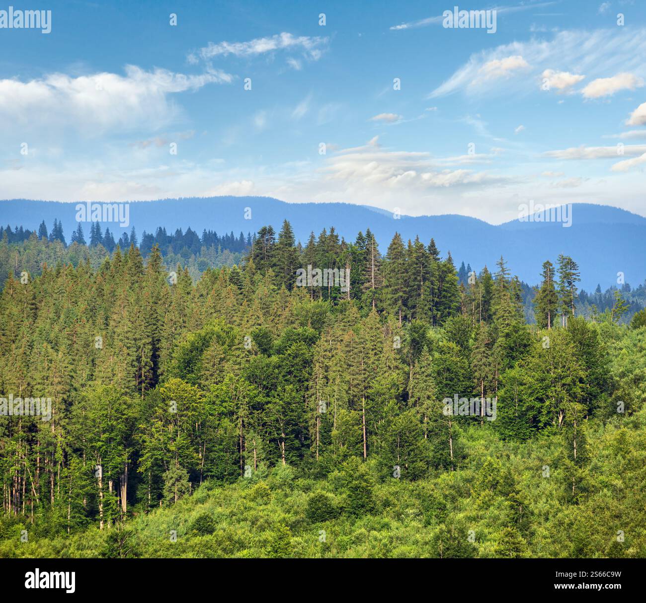 Malerischer Sommer Karpaten Berglandschaft Wiesen. Üppige Vegetation und wunderschöne Wildblumen. Stockfoto