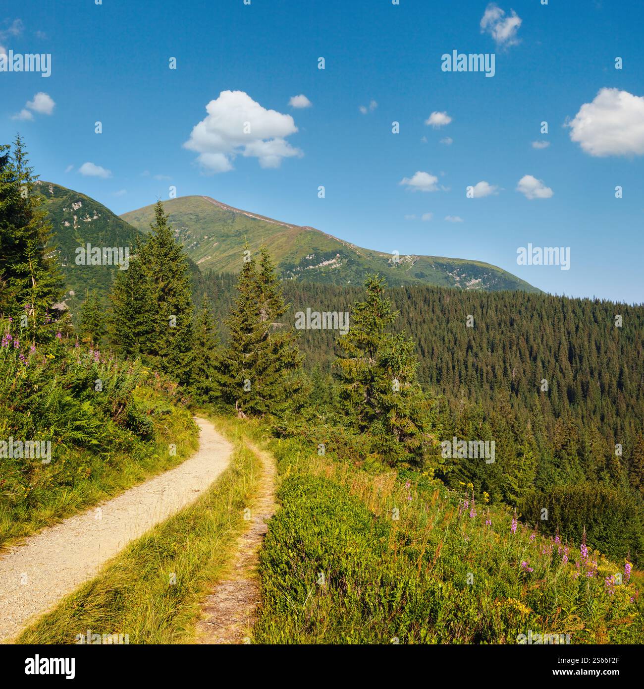 Rosa blühende Sally und gelbe Hypericum Blumen in der Nähe Weg am Sommer Berghang. Tschornohora Kamm, Karpaten Berge, Ukraine. Stockfoto Rosa blühende Sally und gelbe Hypericum Blumen in der Nähe Weg am Sommer Berghang. Tschornohora Kamm, Karpaten Berge, Ukraine. Stockfoto