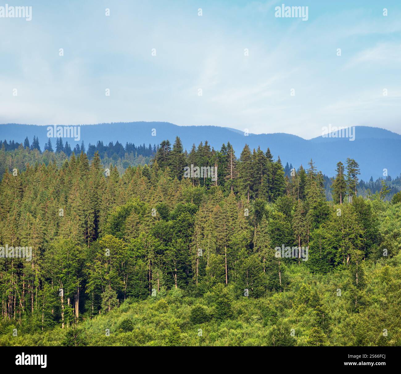 Malerischer Sommer Karpaten Berglandschaft Wiesen. Üppige Vegetation und wunderschöne Wildblumen. Stockfoto