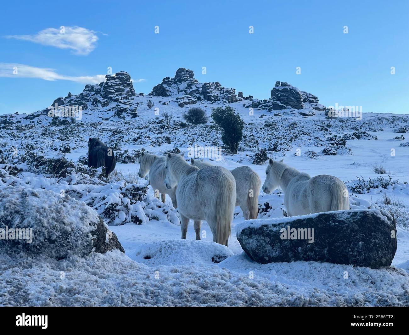 White Winter Wonderland im schneebedeckten Dartmoor National Park - Smartphone-aufgenommenes Stockfoto