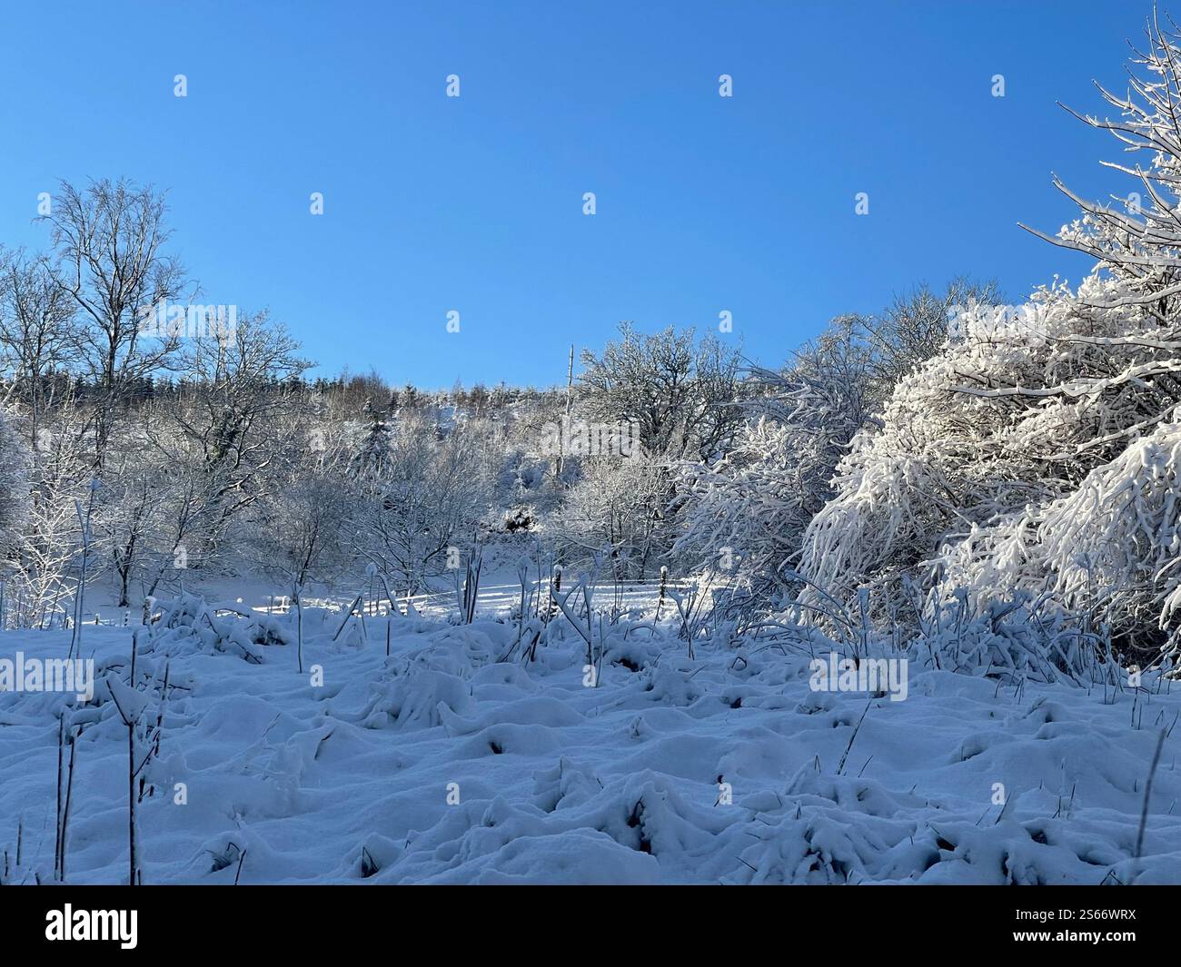 White Winter Wonderland im schneebedeckten Dartmoor National Park - Smartphone-aufgenommenes Stockfoto