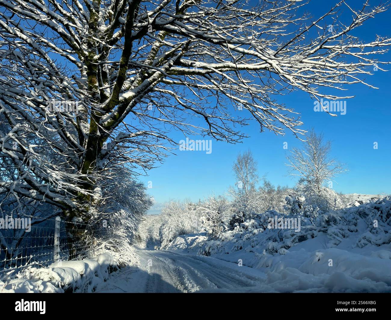 White Winter Wonderland im schneebedeckten Dartmoor National Park - Smartphone-aufgenommenes Stockfoto