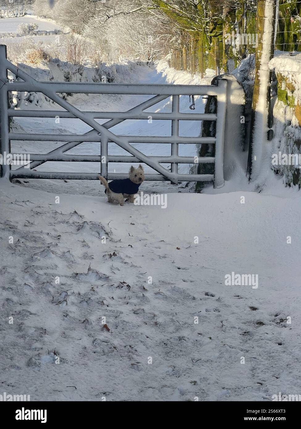 White Winter Wonderland im schneebedeckten Dartmoor National Park - Smartphone-aufgenommenes Stockfoto