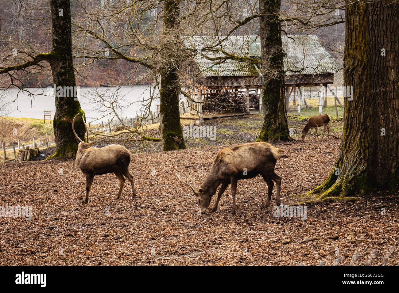 Zwei Hirsche, die auf Gras weiden. Die Farbe ihres Fells ist wie Baumstämme und verdorbene Blätter. Stockfoto