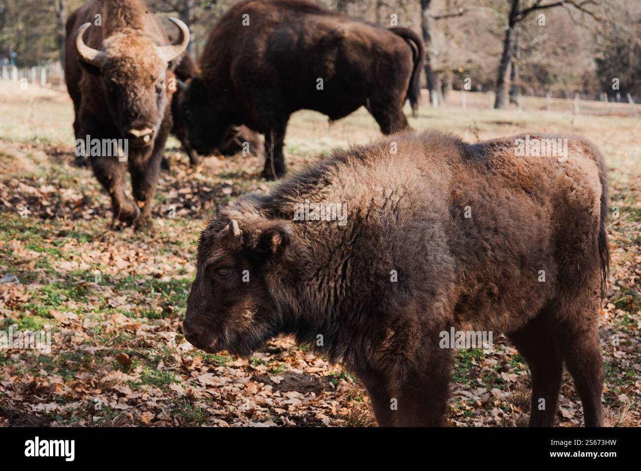 Eine Gruppe von drei Bisons, zwei Erwachsenen und einem Jungen in einem Zoo. Stockfoto