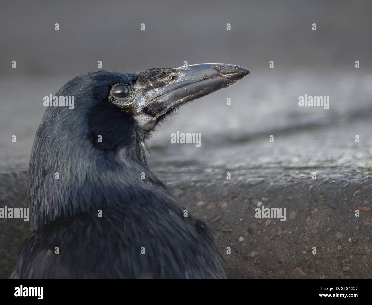 Nahaufnahme des Krähenvogelkopfes mit Federdetail. Aas-Krähe (Corvus Corone) blickt auf grauen Stadthintergrund Stockfoto