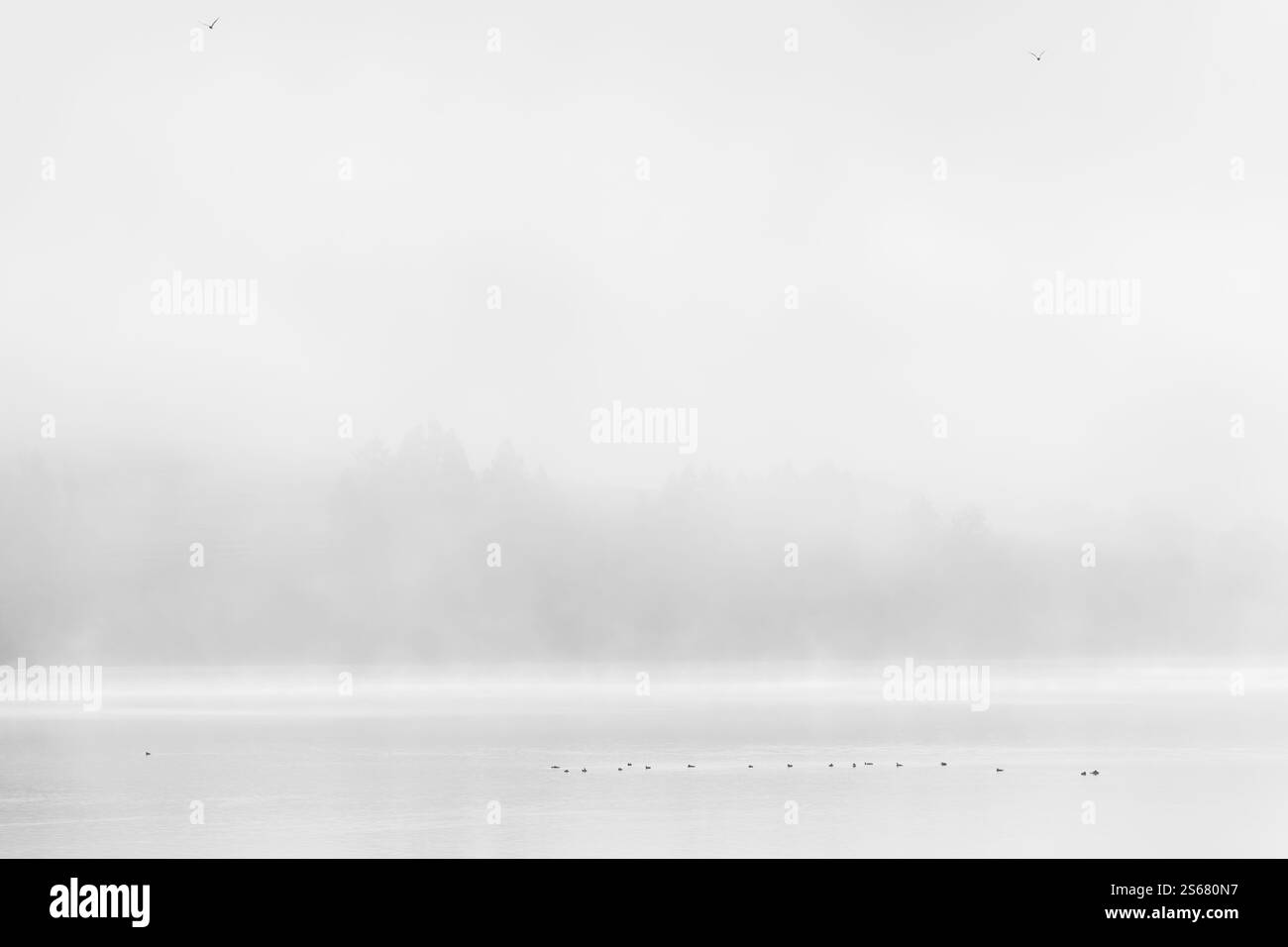 Ätherischer Nebel über einem stillen See mit Vögeln in einer ruhigen Schwarz-weiß-Umgebung Stockfoto