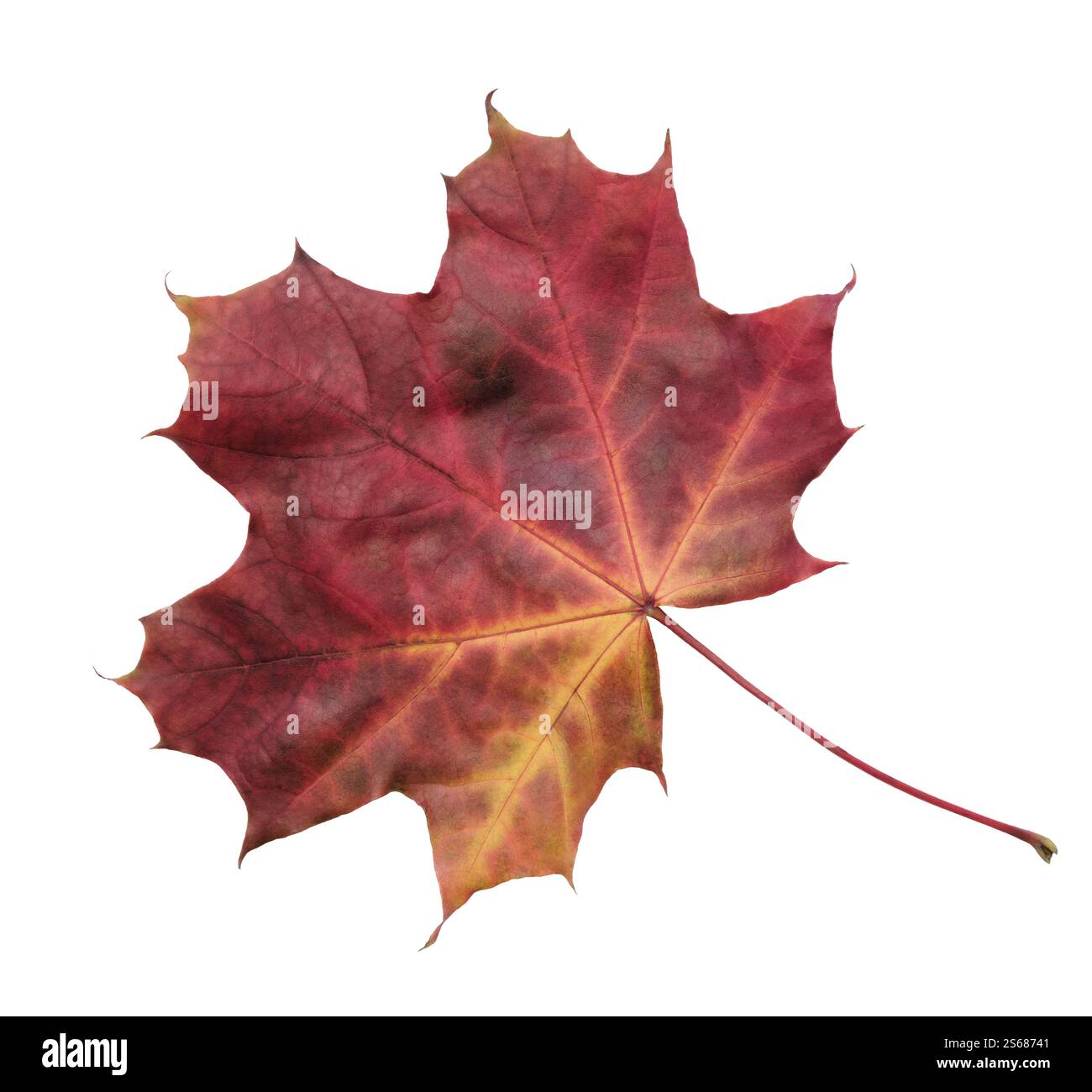 Ein Blatt eines Ahornbaums wird in voller Farbe angezeigt. Das Blatt ist rot und gelb und liegt auf weißem Hintergrund. Das Blatt ist der Hauptfokus des i Stockfoto