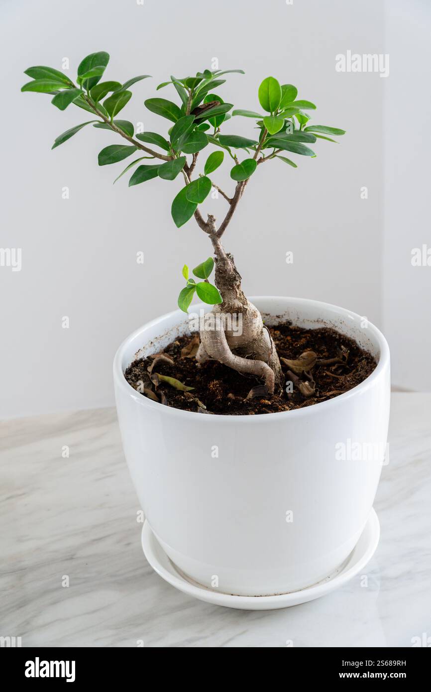 Indoor bonsai -Fotos und -Bildmaterial in hoher Auflsung  Alamy
