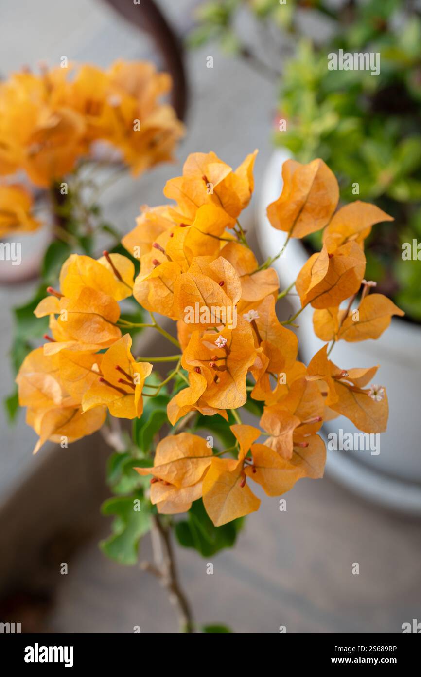 Nahaufnahme eines Straußes orangener Bougainvillea-Blumen im Garten. Sie werden auch Bougainvillea glabra oder Paperflower genannt. Stockfoto