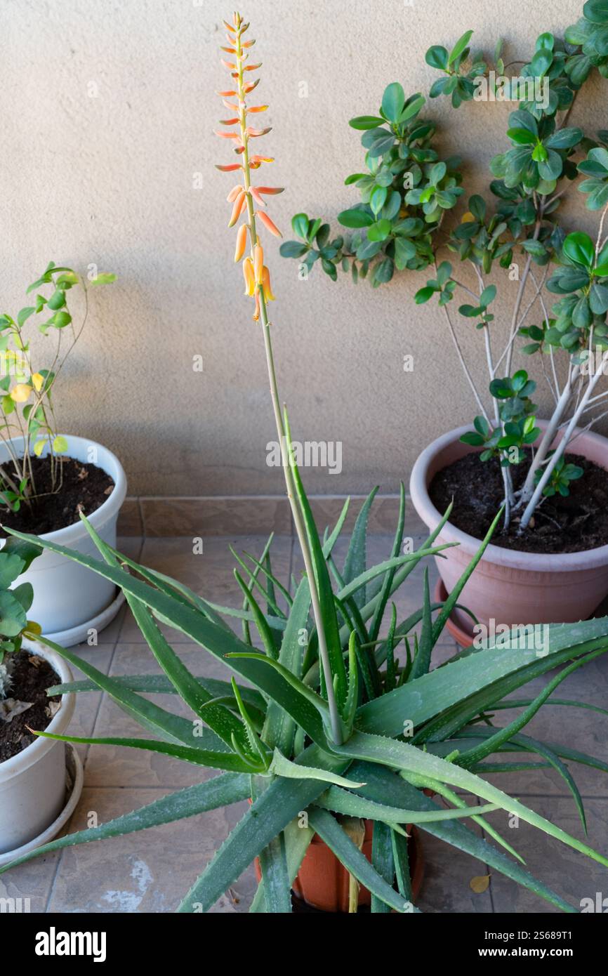 aloe vera creme gegen falten Curaloe Anti-Falten-Aloe-Vera-Creme | 75 % Aloe main image 1