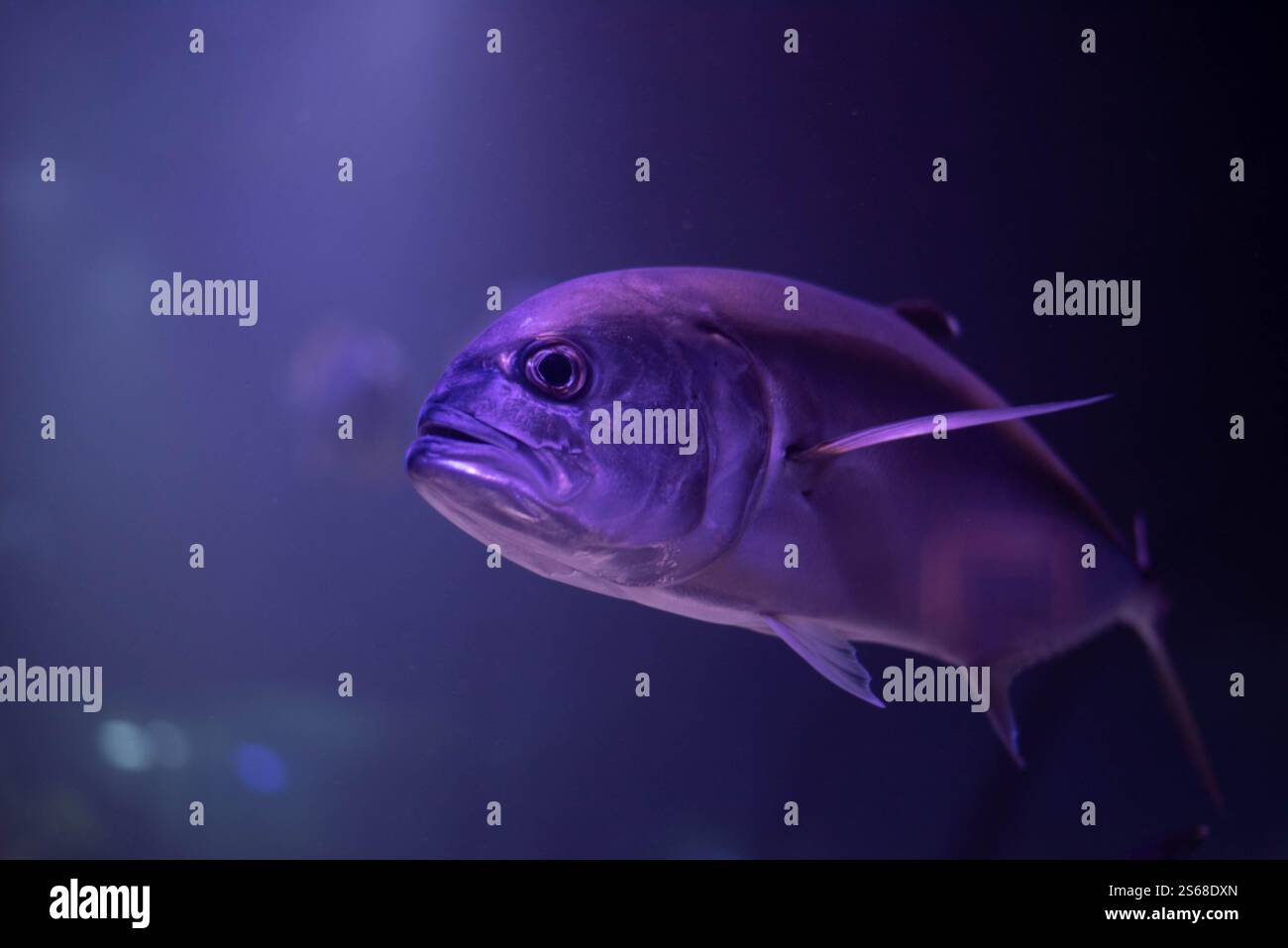 Caranx unter Wasser in einem Aquarium. Caranx Nahaufnahme. Stockfoto