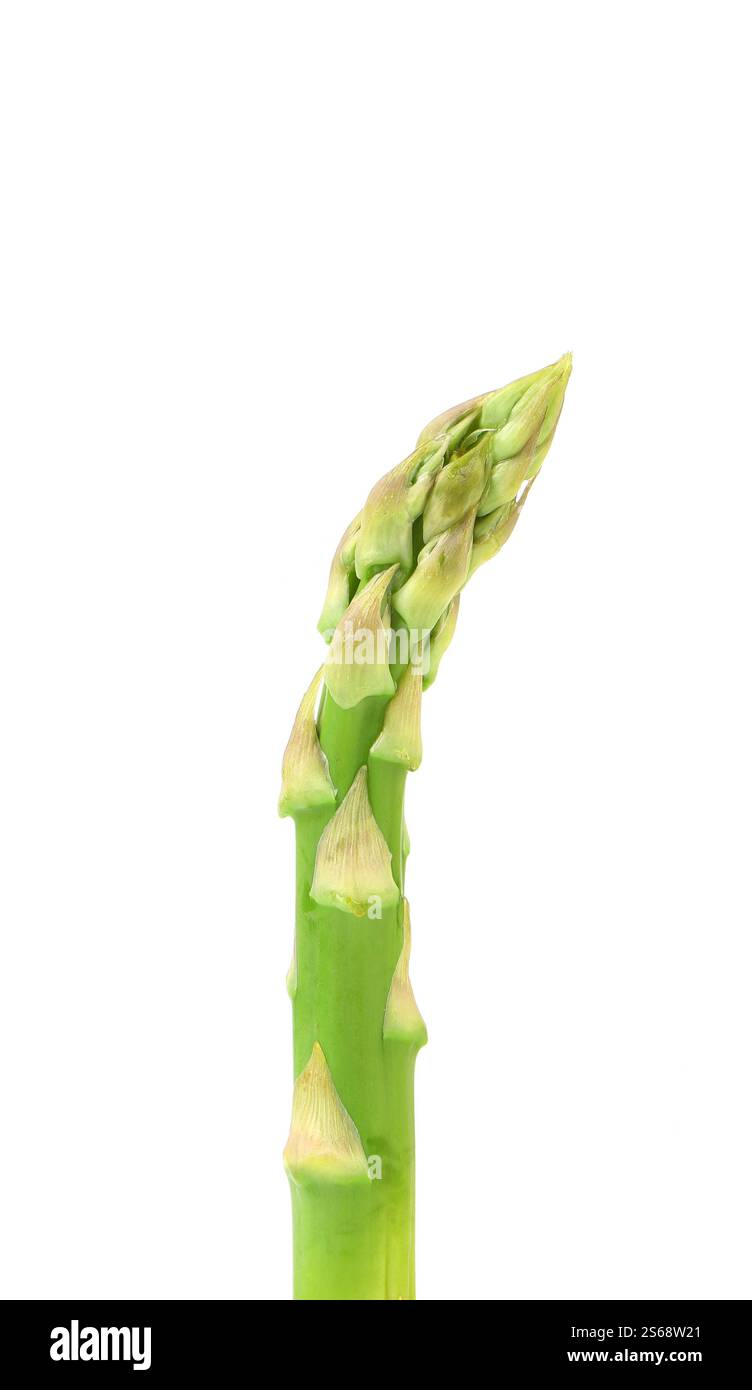Nahaufnahme von oberem Spargel isoliert auf weißem Hintergrund Stockfoto