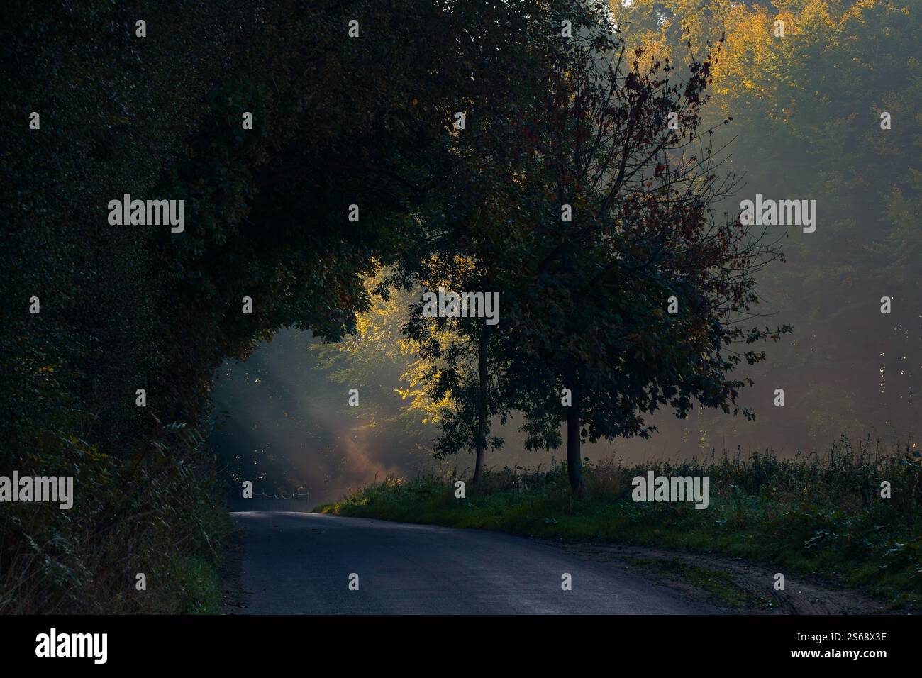 Eine Landstraße, die bei Sonnenaufgang in einen Wald führt. Es gibt einen leichten Nebel mit goldenen Sonnenstrahlen, die diagonal über die Straße strömen Stockfoto