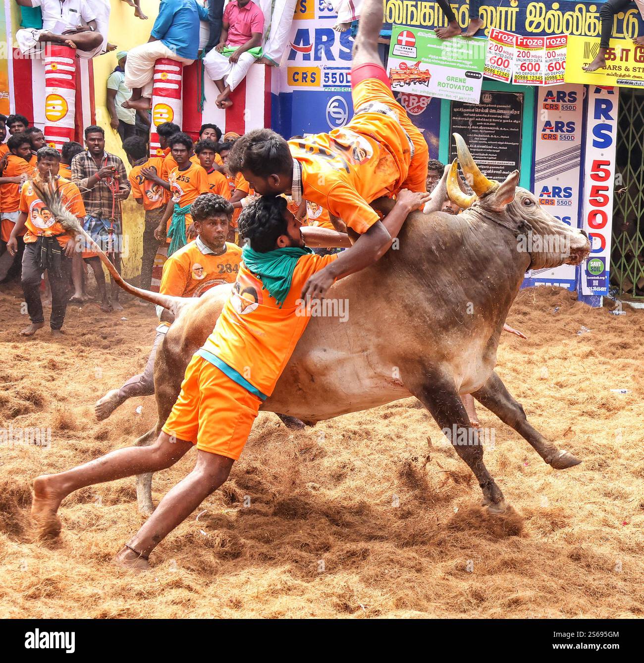 Jalli Kattu: Avaniyapuram Madurai. 2025 Jallikattu (oder Sallikkattu), auch bekannt als Eru Taḻuvuṭal und Manju-virattu, ist ein traditionelles Ereignis, bei dem ein Zebu-Bulle (Bos indicus), wie die Pulikulam- oder Kangayam-Rasse, in eine Menschenmenge entlassen wird und viele Menschen versuchen, den großen Buckel auf dem Rücken des Stiers mit beiden Armen zu ergreifen und sich daran zu halten, während der Stier zu entkommen versucht. Sie halten den Buckel so lange wie möglich, um den Stier zum Stillstand zu bringen. In einigen Fällen müssen sie lange genug fahren, um die Fahnen auf den Hörnern des Stiers zu entfernen oder eine Ziellinie zu überqueren.[5][6] Jallikattu Stockfoto