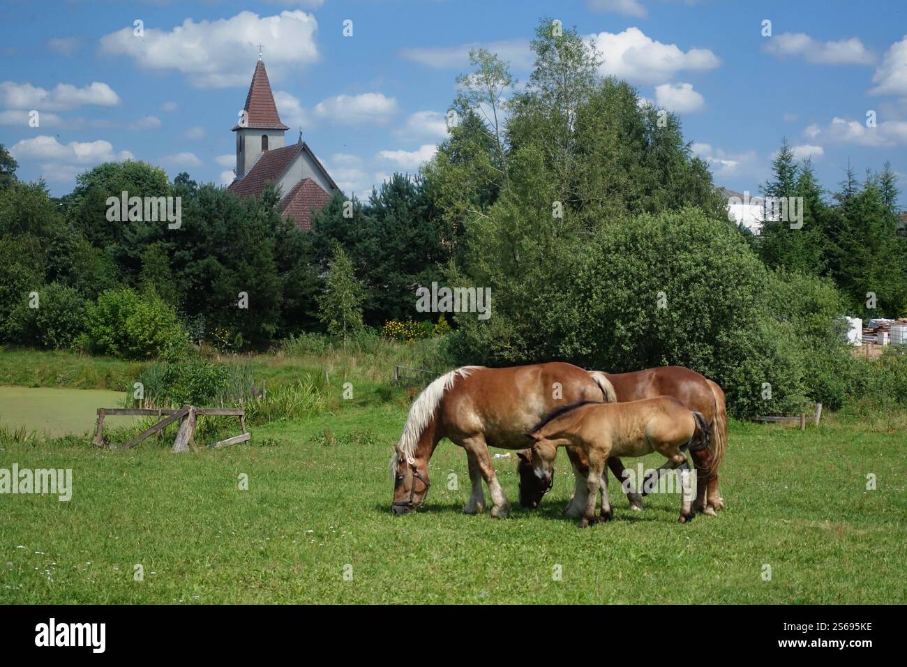 18.07.2020, Lanken, Grosspolen, PLN - Stute und Fohlen Grasen auf einer Weide. Aussen, Aussenaufnahme, Europa, europaeisch, Fohlen, fressen, Grasen, Grosspolen, Haltung, Jahreszeit, Kirche, Koppel, Landschaft, Landschaftsaufnahme, Lanken, Nahrungsaufnahme, niemand, Osteuropa, Pferde, Pferdehaltung, Polen, Polnisch, Sakralgebaeude, Sommer, Stute, Tiere, Weide 200718D058POLEN.JPG *** 18 07 2020, Lanken, Großpolen, PLN Stute und Fohlen weiden auf einer Weide draußen, Außenaufnahme, Europa, Europa, Europa, Fohlen, Essen, Weiden, Großpolen, Landwirtschaft, Saison, Kirche, Fahrerlager, Landschaft, Landschaft sho Stockfoto