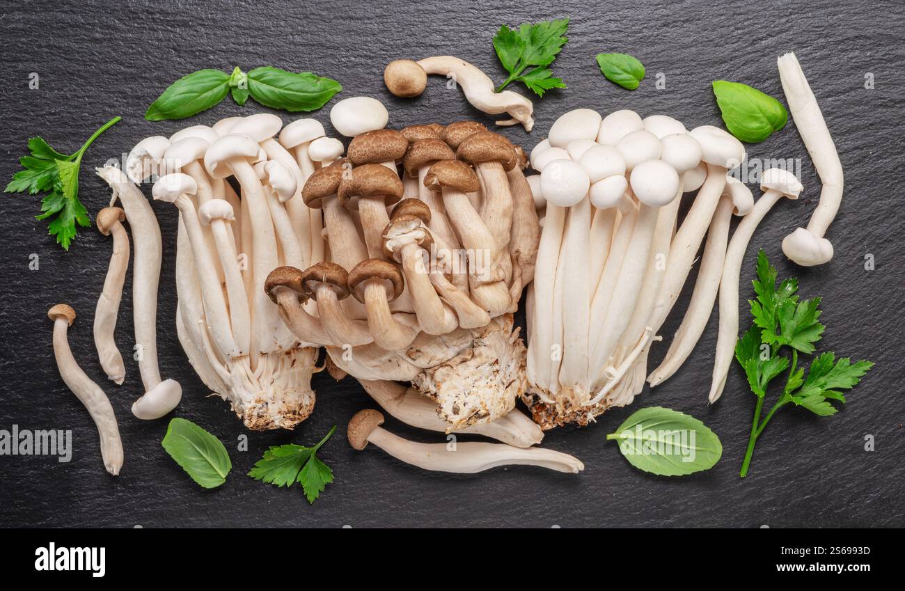 Cluster von Hon Shimeji essbaren japanischen Pilzen mit grünen Kräutern auf schwarzem Hintergrund. Nahaufnahme. Stockfoto