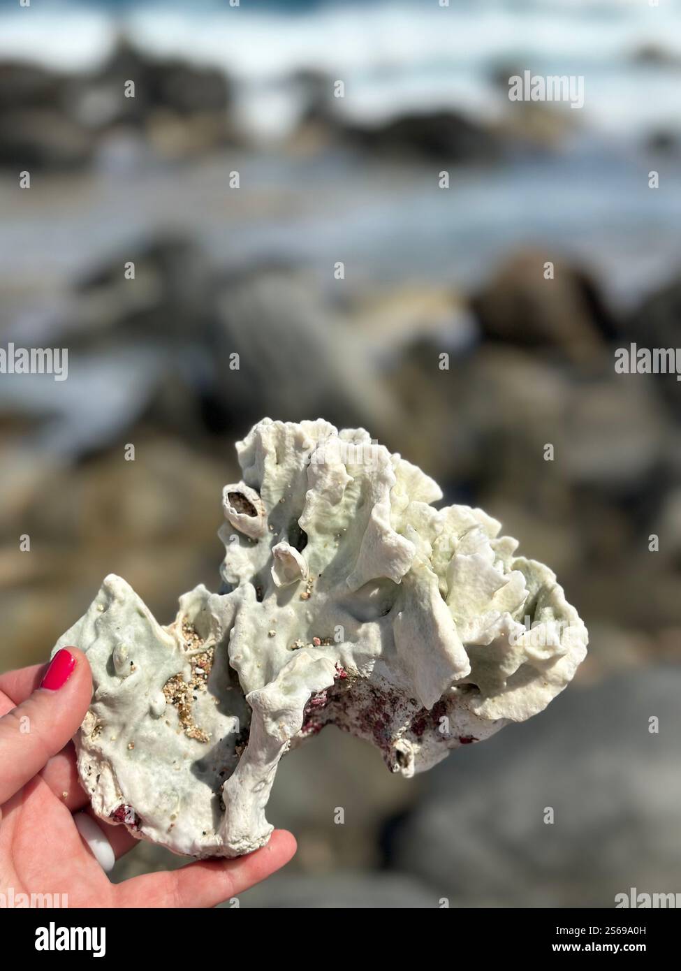 Meeresleben auf Aruba - Smartphone-aufgenommenes Stockfoto