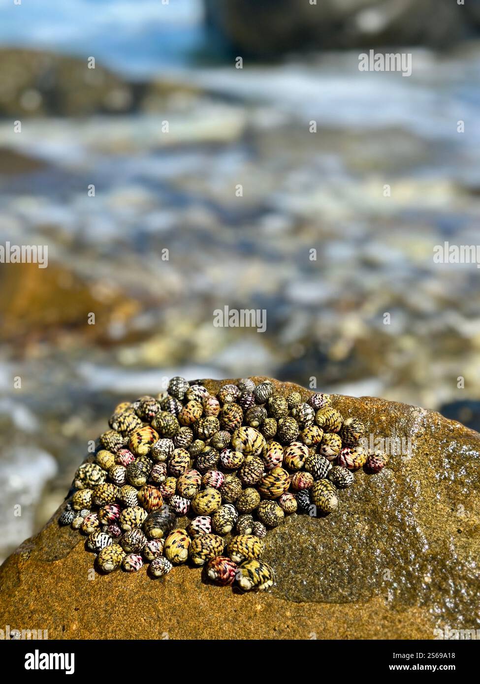 Muschelgruppe auf Felsen - Smartphone-aufgenommenes Stockfoto