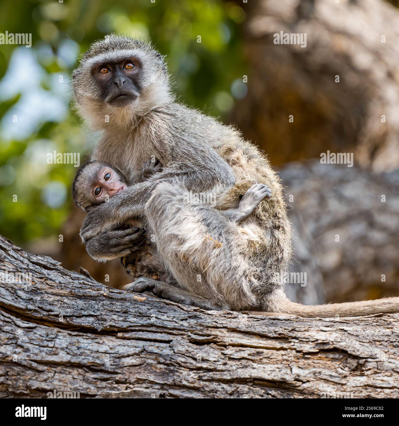 Ein Vervet-Affe, der ein Baby hält (Chlorocebus pygerythrus), das auf einem Ast sitzt, Okavanga Delta, Botsuana, Afrika Stockfoto