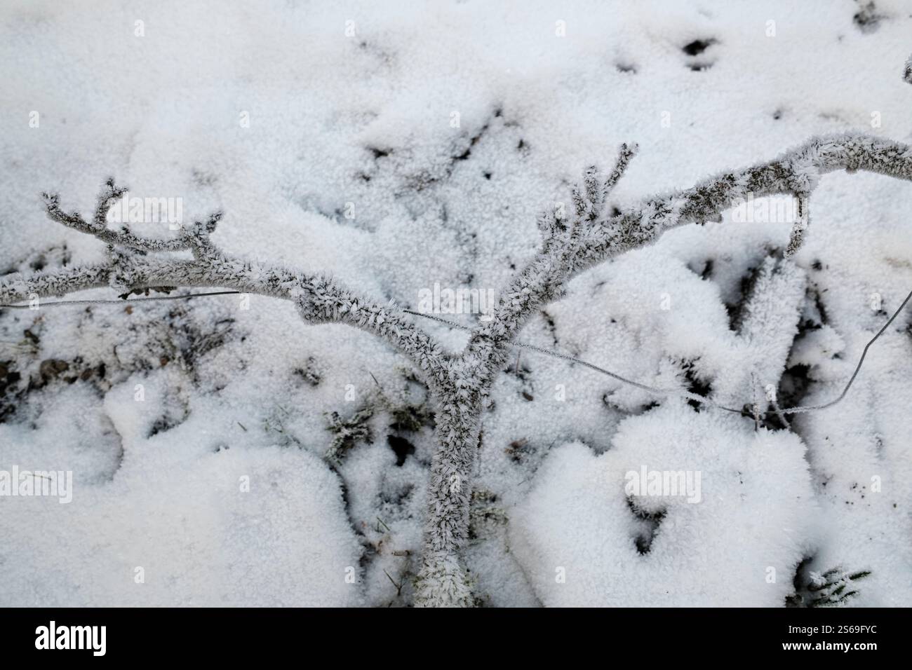 Schnee- und eisbedeckte Malus domestica – „James Grieve“ über Apfelbaum. Stockfoto