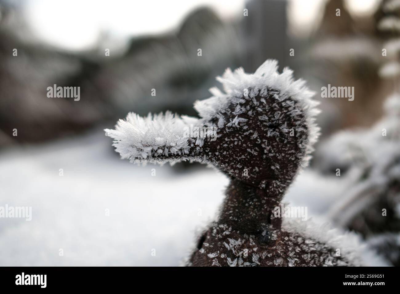 Schnee- und frostbedeckte Entendekoration in einem Garten. Stockfoto